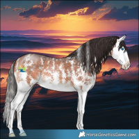 Horse Color:Bay Sabino Splash 