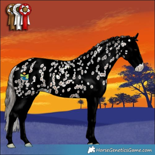 Horse Color:Bay Ice Splash Appaloosa 