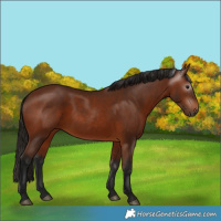 Horse Color:Gray Bay 