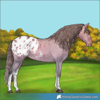 Horse Color:White Spotted Bay Dun Blanket Rabicano 