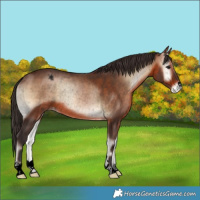 Horse Color:Void Brown Onyx Varnish Rabicano 