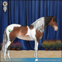Horse Color:Brown Tobiano Appaloosa Rabicano 