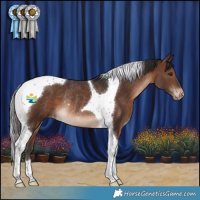 Horse Color:Brown Tobiano Varnish Rabicano 