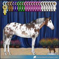 Horse Color:White Spotted Brown Splash Appaloosa Rabicano 