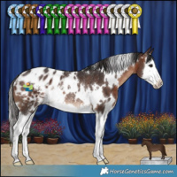 Horse Color:White Spotted Brown Splash Appaloosa Rabicano 