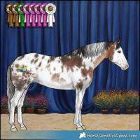 Horse Color:White Spotted Brown Splash Appaloosa Rabicano