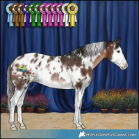 Horse Color:White Spotted Brown Splash Appaloosa Rabicano