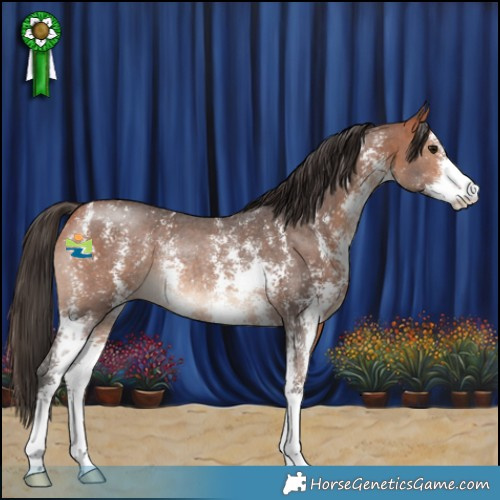 Horse Color:Bay Sabino Rabicano 