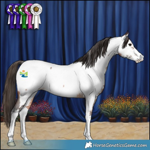 Horse Color:Bay Roan Sabino Appaloosa Rabicano 
