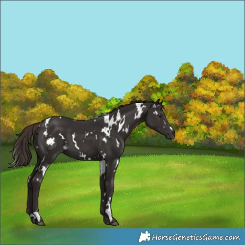 Horse Color:White Spotted Liver Chestnut 