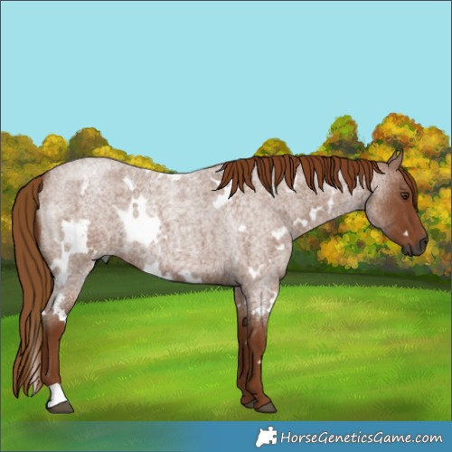 Horse Color:Gray White Spotted Red Roan 