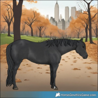 Horse Color:Black 