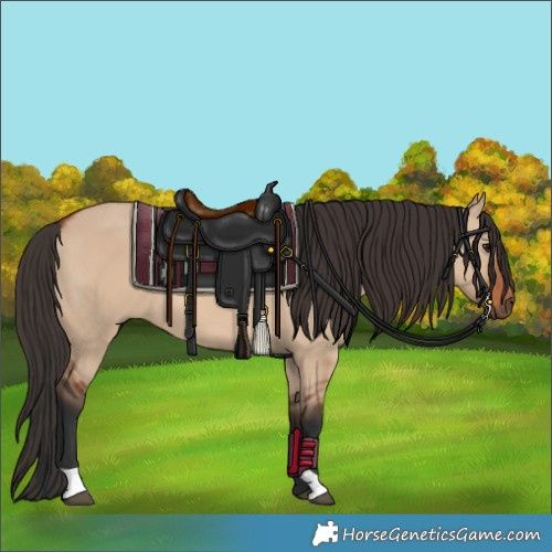 Horse Color:Bay Dun 