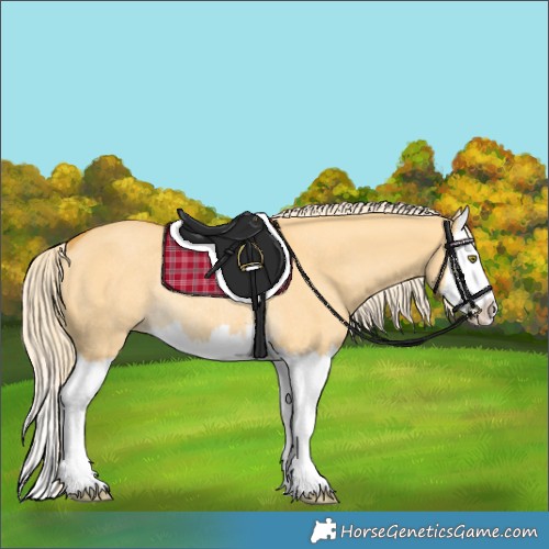 Horse Color:Palomino Dun Splash Rabicano