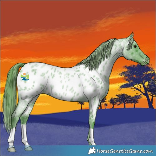 Horse Color:Watercolor Blue Roan Appaloosa 