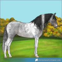 Horse Color:Blue Roan Tobiano