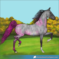 Horse Color:Blue Roan 