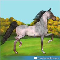Horse Color:Liver Red Roan 
