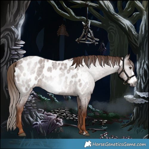 Horse Color:Gray Red Roan Frame Appaloosa 