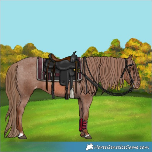 Horse Color:Chestnut Appaloosa 
