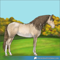 Horse Color:Buckskin Pearl Tobiano 