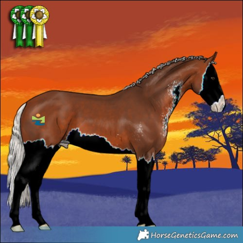 Horse Color:Silver Brown Sabino Splash 