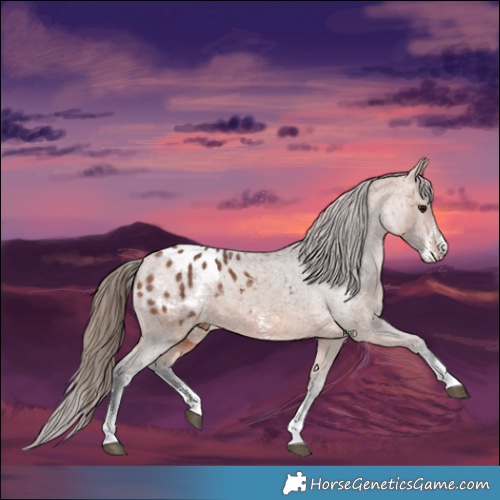 Horse Color:Bay Sabino Appaloosa 