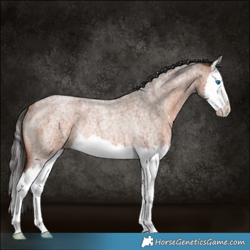 Horse Color:Bay Roan Splash Rabicano 