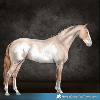 Horse Color:Gold Champagne Roan Frame