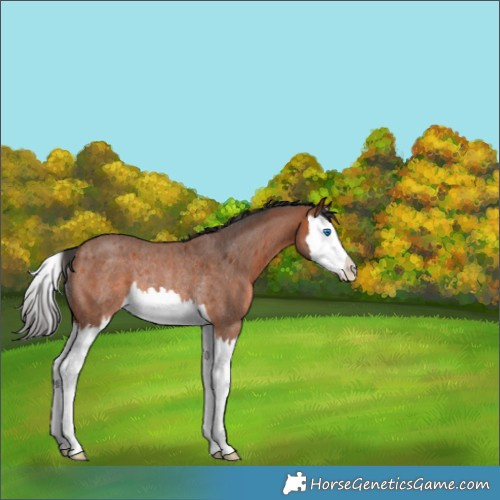 Horse Color:Bay Roan Splash Rabicano 
