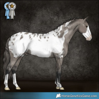 Horse Color:Grullo Frame Appaloosa Rabicano 