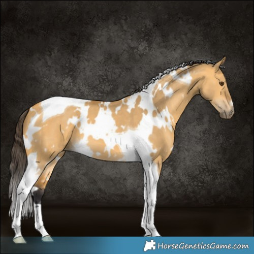 Horse Color:White Spotted Buckskin Dun Tobiano 