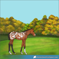 Horse Color:Bay Appaloosa 