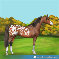 Horse Color:Bay Appaloosa 