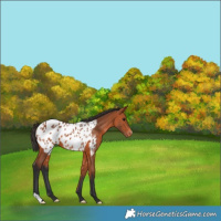Horse Color:Bay Appaloosa 