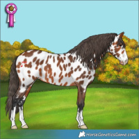 Horse Color:Bay Appaloosa