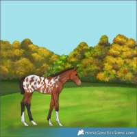 Horse Color:Bay Appaloosa 