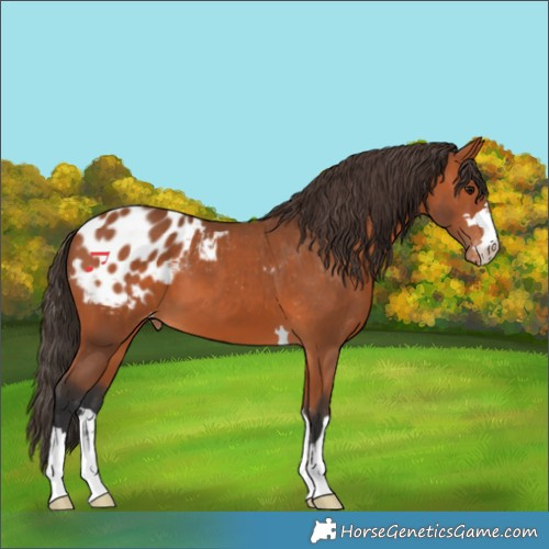 Horse Color:Bay Appaloosa