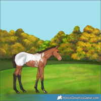 Horse Color:Bay Appaloosa