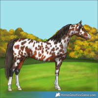 Horse Color:Bay Near Leopard