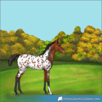 Horse Color:Bay Appaloosa 