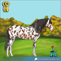 Horse Color:Bay Leopard 