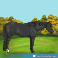 Horse Color:Black 