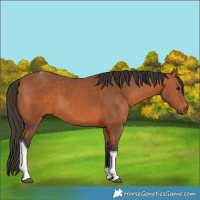 Horse Color:Bay Tobiano 