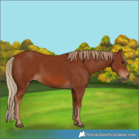 Horse Color:Chestnut 