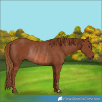 Horse Color:Chestnut Rabicano 