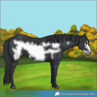 Horse Color:Black Frame 