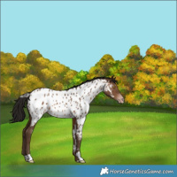 Horse Color:Gray Sable Champagne Appaloosa 