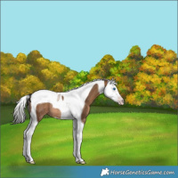 Horse Color:Gray Amber Champagne Splash Tobiano Rabicano 