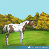 Horse Color:Gray Sable Champagne Tobiano Rabicano